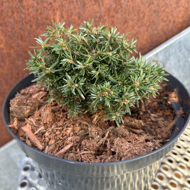 Tsuga canadensis 'Verkade Pin Cushion'