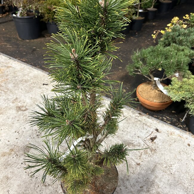 Pinus mugo 'Columaris'