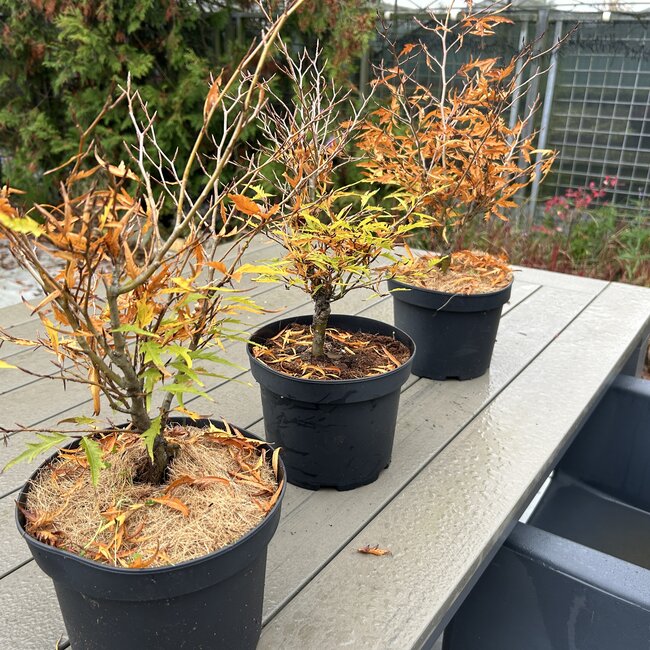 Fagus sylvatica 'Mercedes'