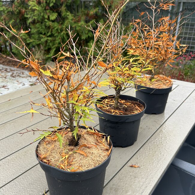 Fagus sylvatica 'Mercedes'
