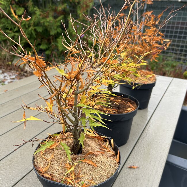 Fagus sylvatica 'Mercedes'