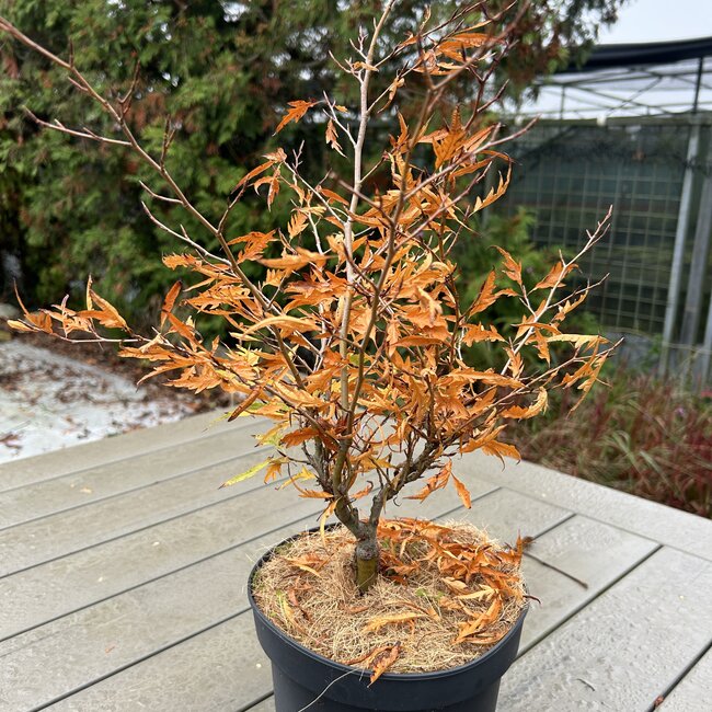 Fagus sylvatica 'Mercedes'