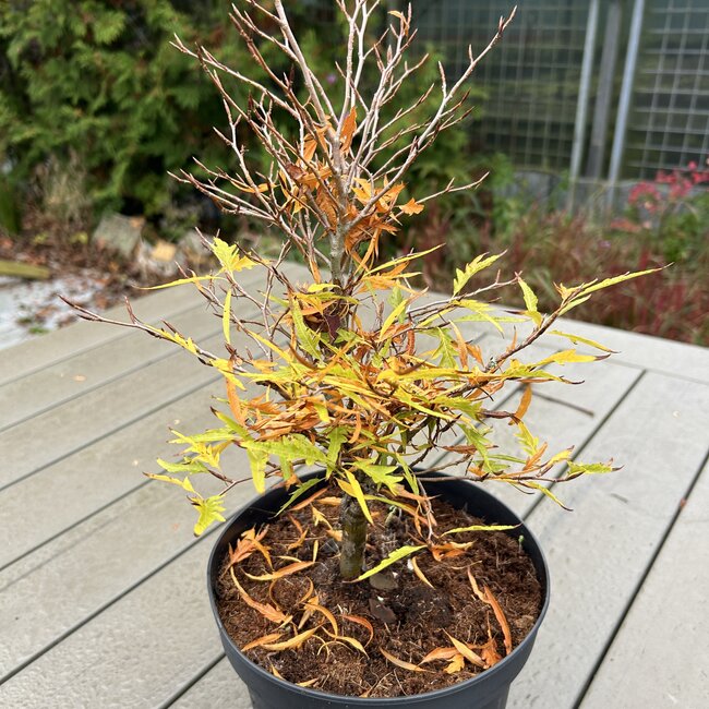 Fagus sylvatica 'Mercedes'