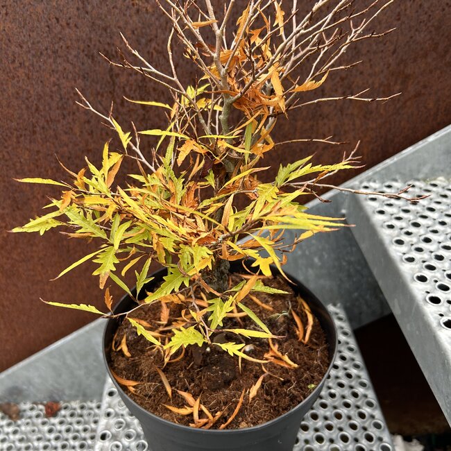 Fagus sylvatica 'Mercedes'