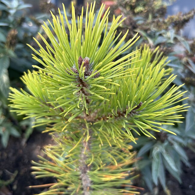 Pinus mugo 'Hostyn Gold'