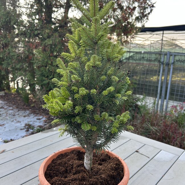Abies alba 'Minaret'