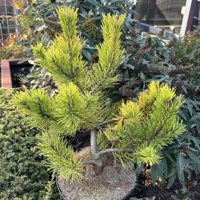 Pinus mugo 'Starkl'