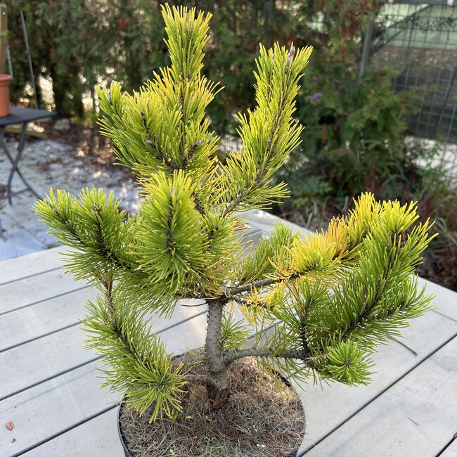 Pinus mugo 'Starkl'
