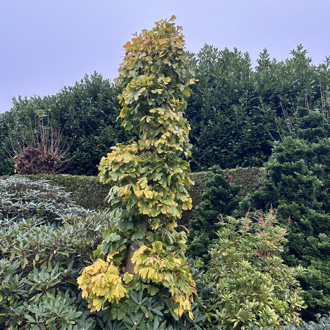 Ginkgo biloba 'Obelisk'