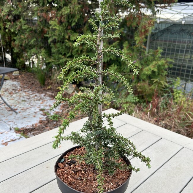 Cedrus brevifolia 'Epstein'