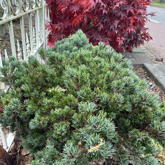 Pinus parviflora 'Beran'