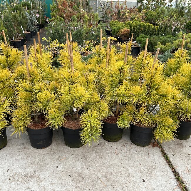 Pinus contorta 'Chief Joseph'