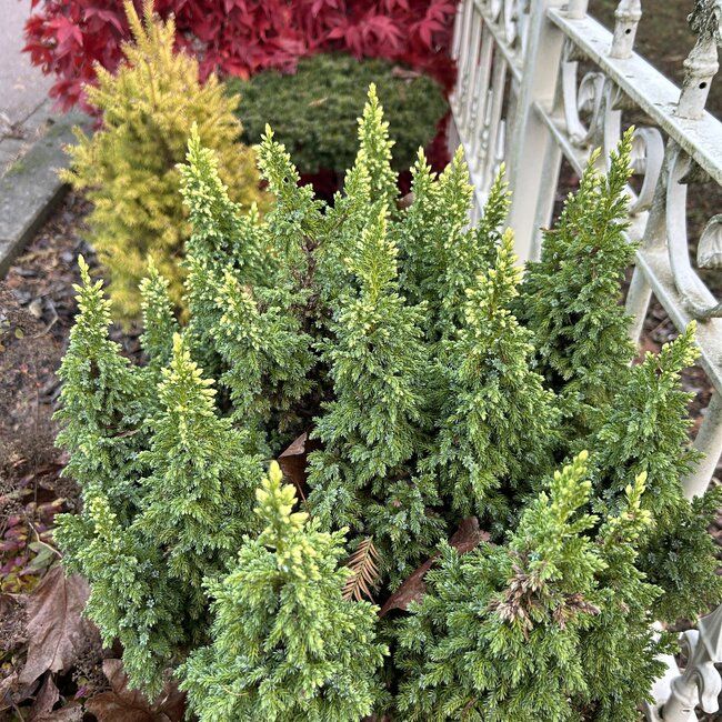 Juniperus pingii 'Hulsdonk Yellow'