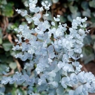 Eucalyptus gunnii 'Azura'®