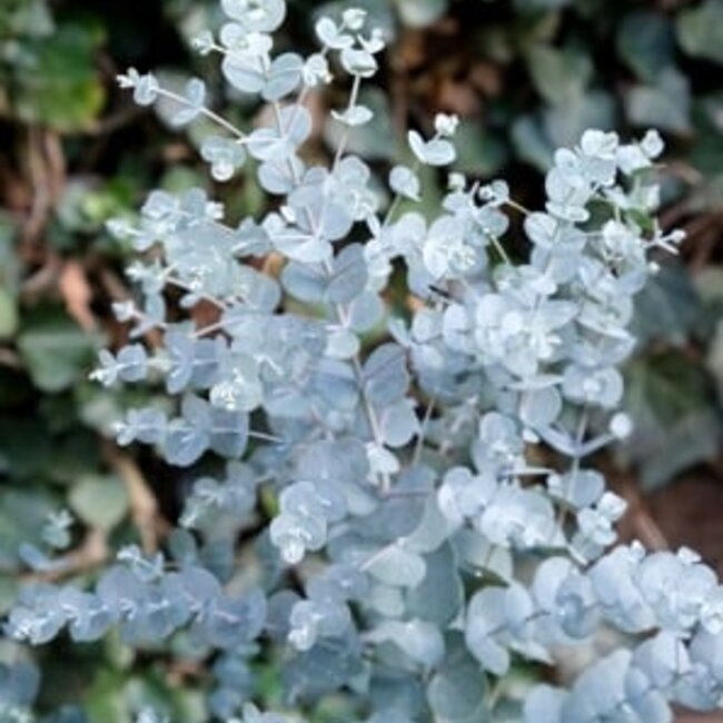 Eucalyptus gunni 'Azura'®