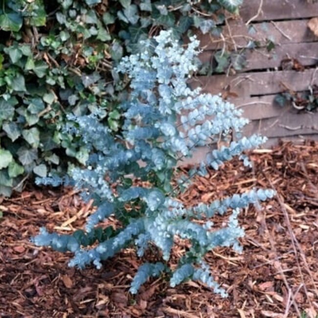 Eucalyptus gunni 'Azura'®
