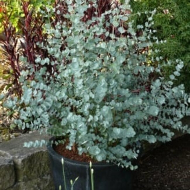 Eucalyptus gunnii 'Azura'®