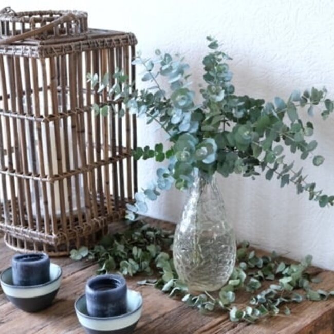 Eucalyptus gunni 'Azura'®