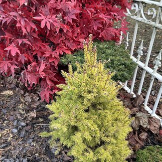 Picea glauca 'Goldilocks'