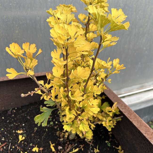 Ginkgo biloba 'Little Joe'