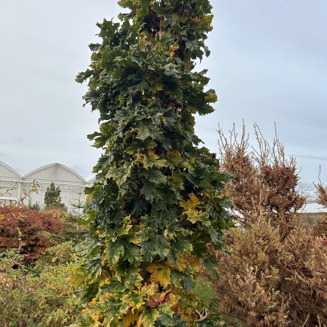 Acer platanoides 'Marit'