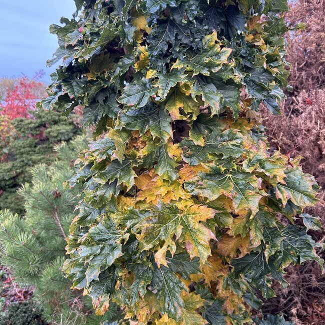 Acer platanoides 'Marit'