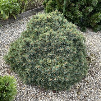 Picea engelmannii 'Talbot Lake'