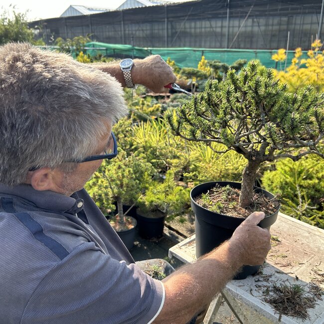 Pinus snoeien en vormen