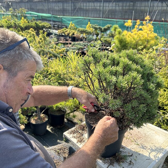 Pinus snoeien en vormen