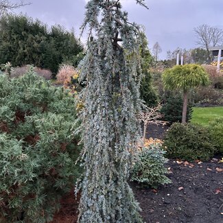 Cedrus libani 'Blue Fountain'