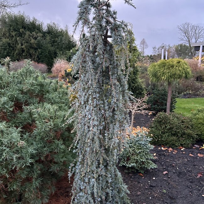 Cedrus libani 'Blue Fountain'