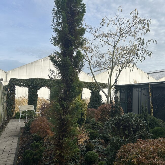 Taxodium distichum 'Pevé Minaret'