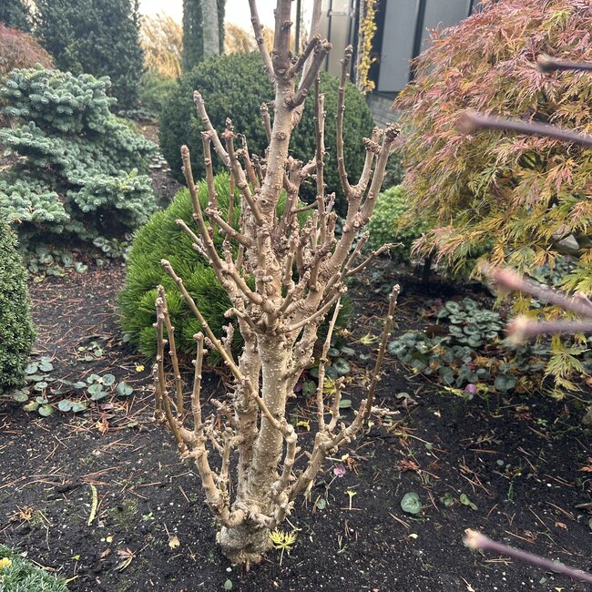 Ginkgo biloba 'Jeosaphat'