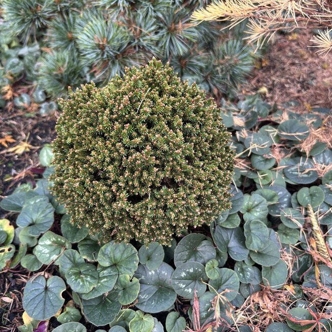 Picea abies 'Typner'