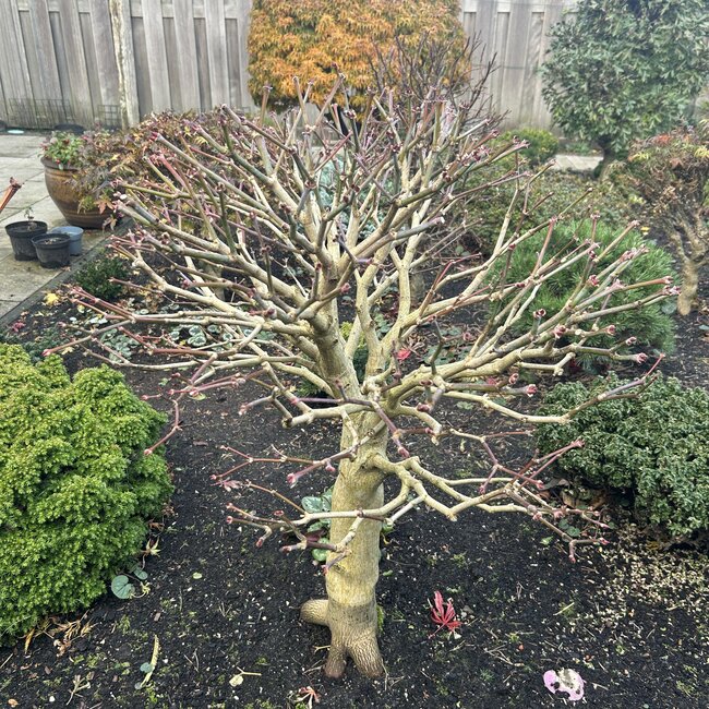 Acer shirasawanum 'Aureum'