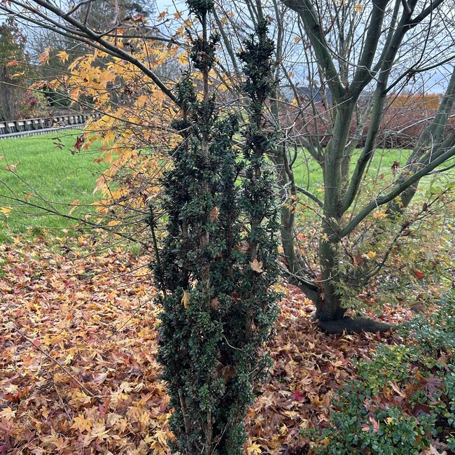 Taxus baccata 'Green Column'