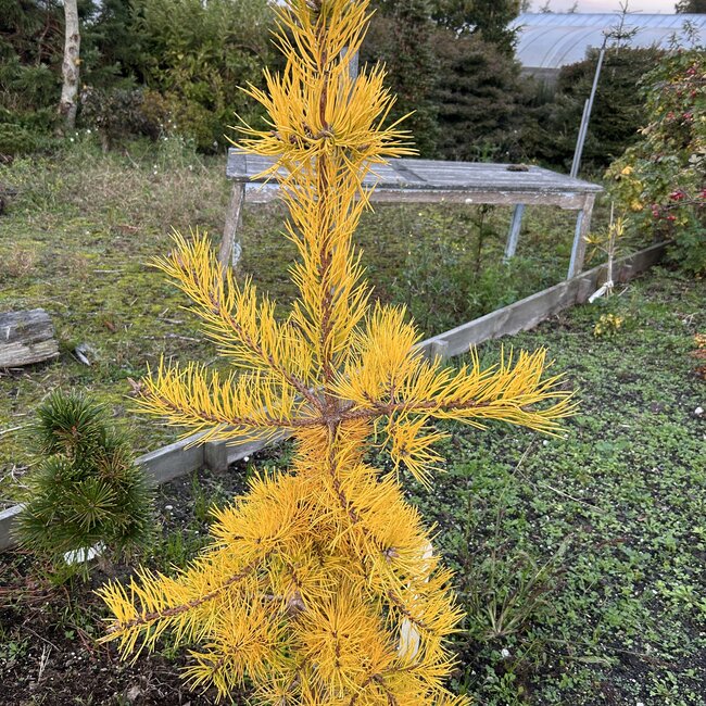Pinus pungens 'Johnny's Goldstrike'
