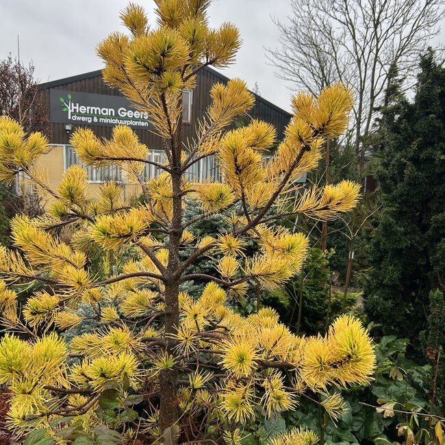 Pinus contorta 'Chief Joseph'