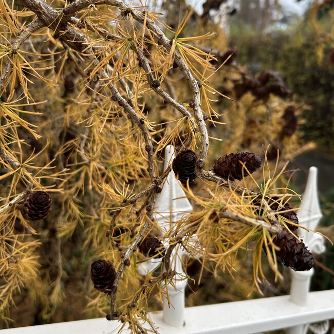 Larix decidua 'Horstmann Recurved'