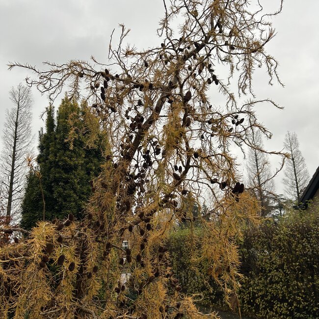 Larix decidua 'Horstmann Recurved'