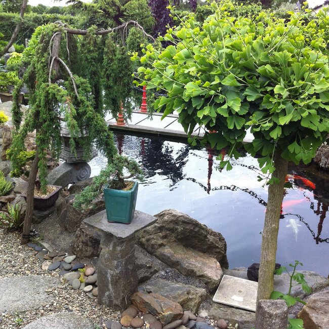 Inspiratie tuin met Japanse accenten Deel 1