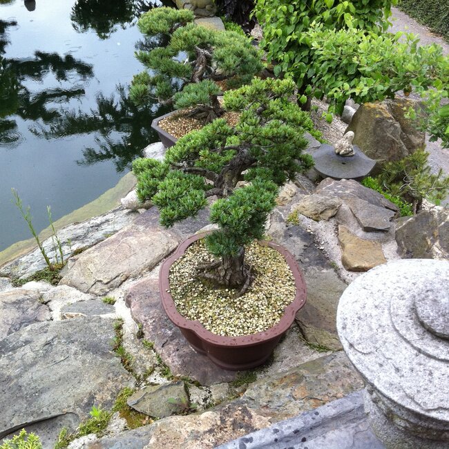 Inspiratie tuin met Japanse accenten Deel 1