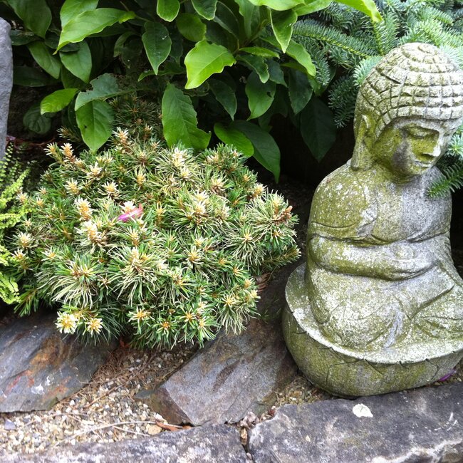 Inspiratie tuin met Japanse accenten Deel 1