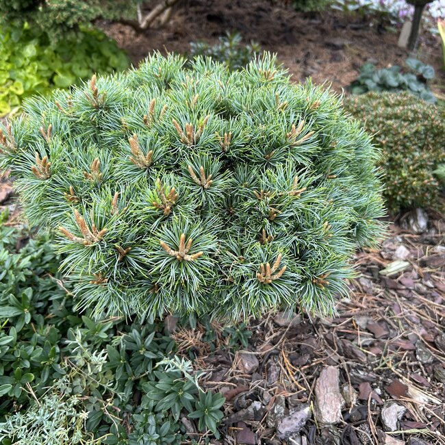 Pinus parviflora 'Kin-po'