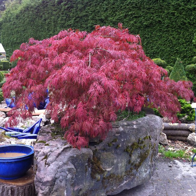 Inspiratie tuin met Japanse accenten Deel 1