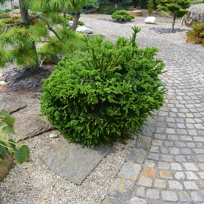 Inspiratie tuin met Japanse accenten Deel 1