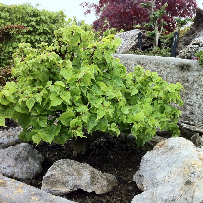 Plantenbakken en troggen