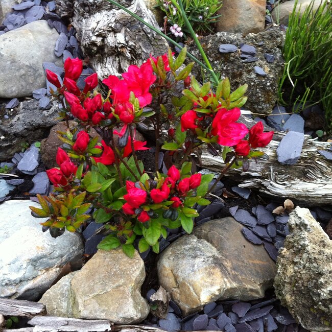 Deel 1 Dwergheesters en dwergconiferen in de tuin