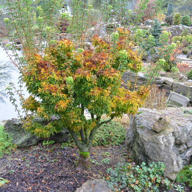 Deel 1 Dwergheesters en dwergconiferen in de tuin