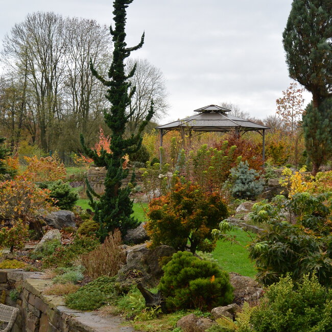 Deel 1 Dwergheesters en dwergconiferen in de tuin